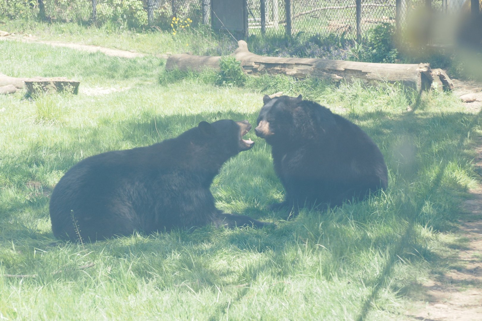 American Black Bears