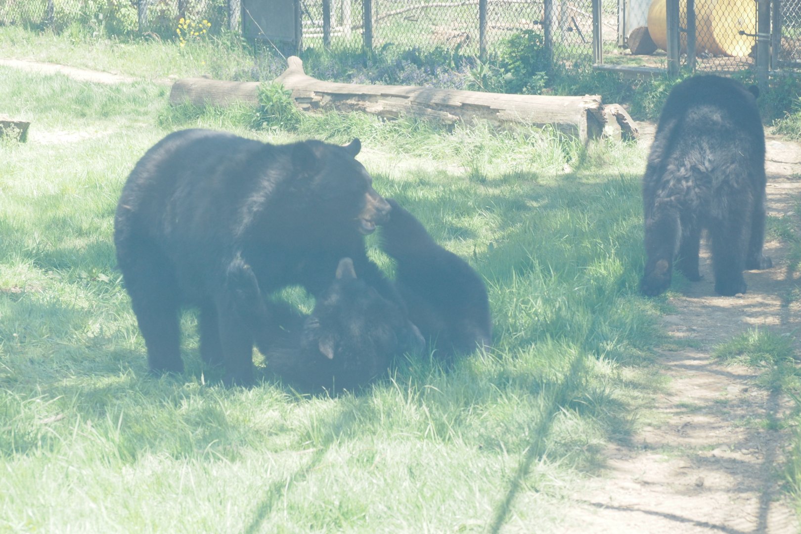 American Black Bears