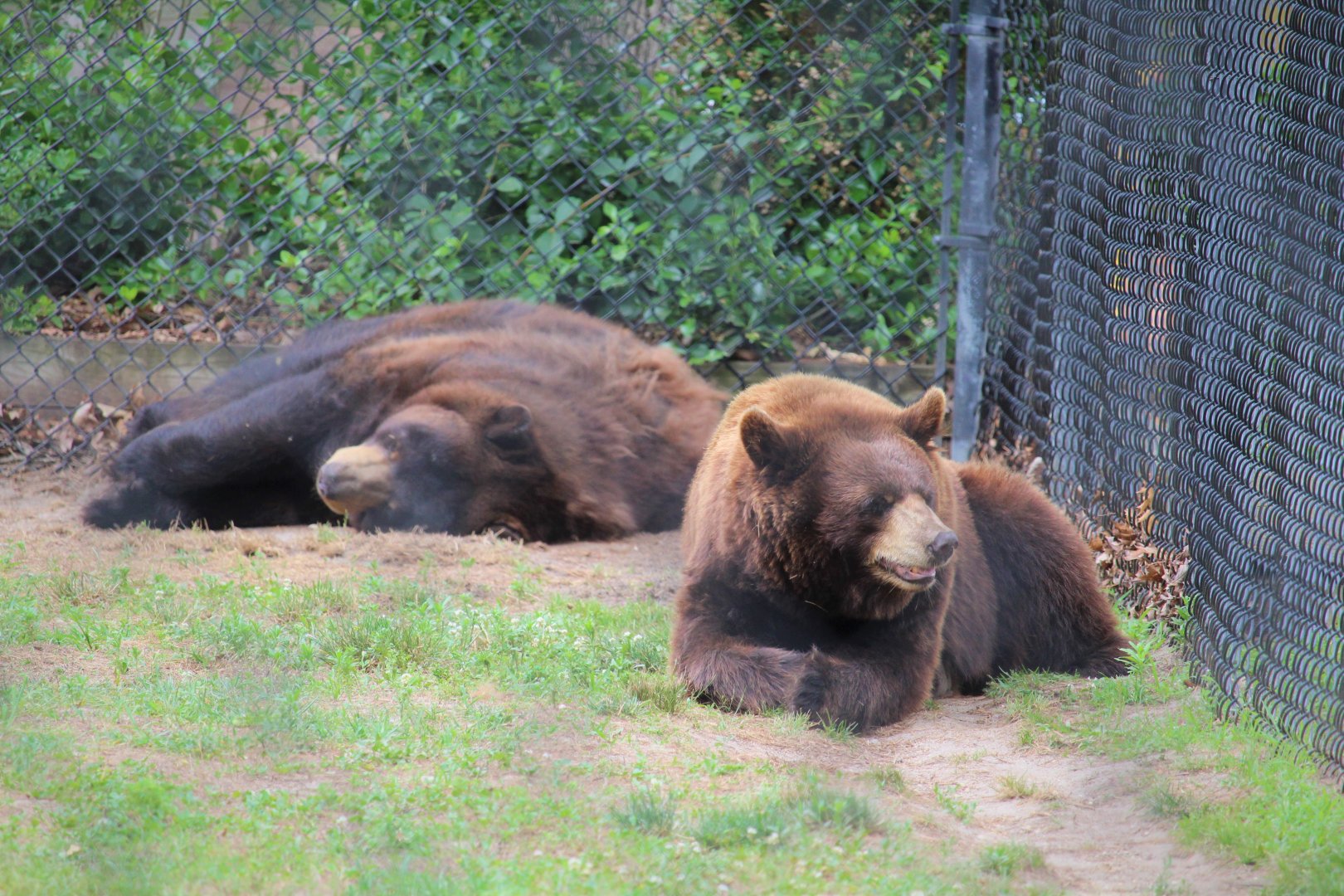 American Black Bears