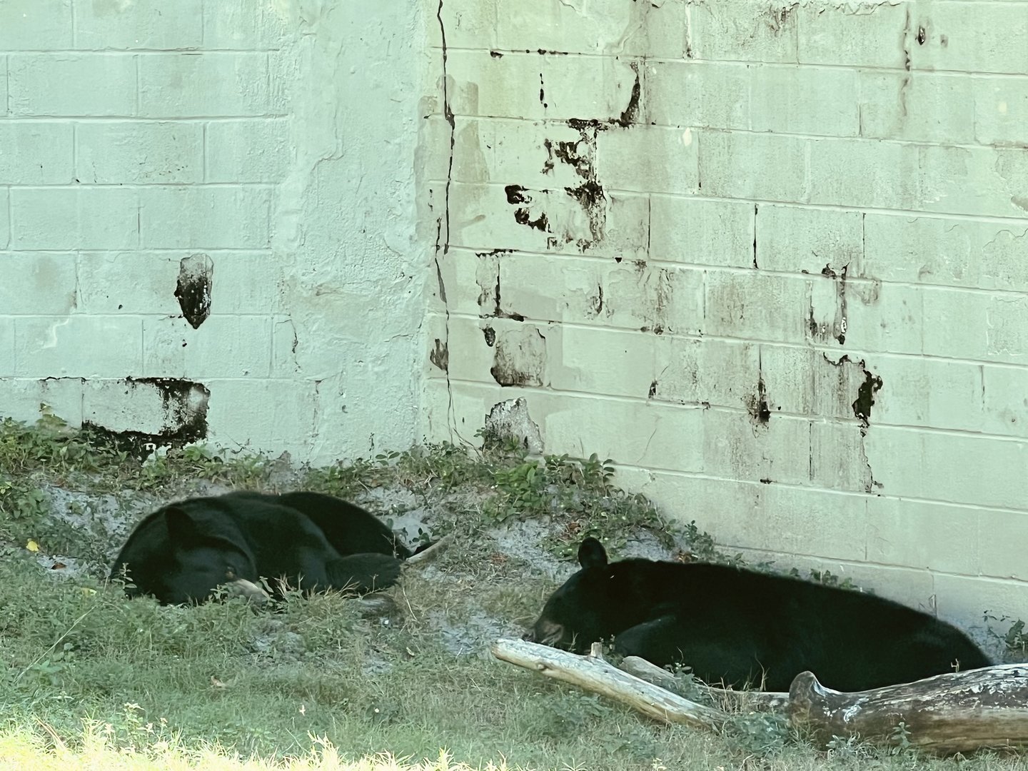 American Black Bears