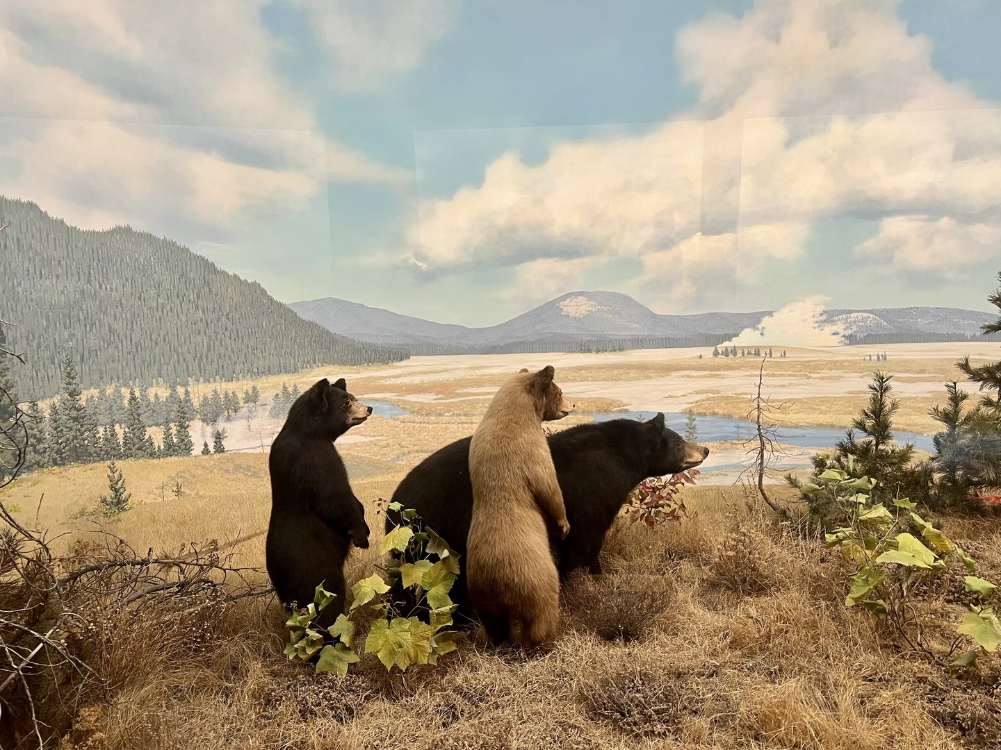 American Black Bears