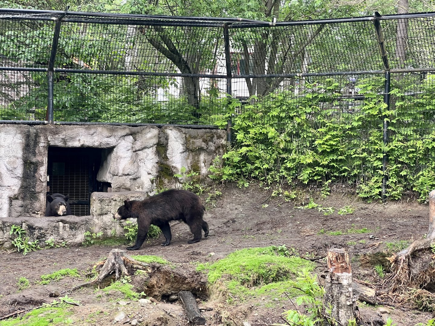 American Black Bears