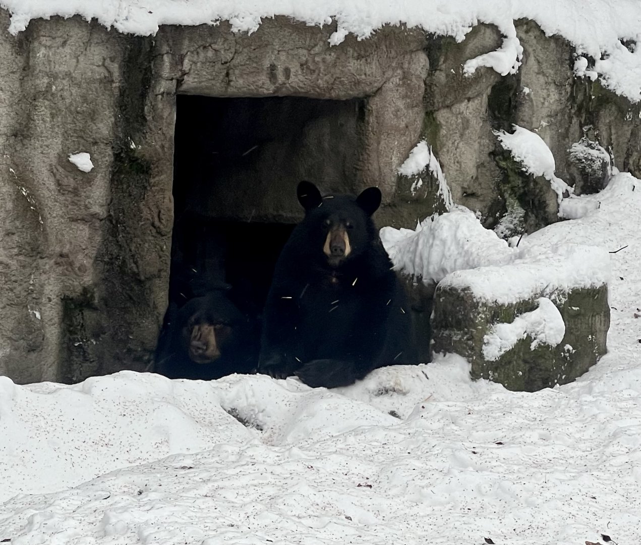 American Black Bears