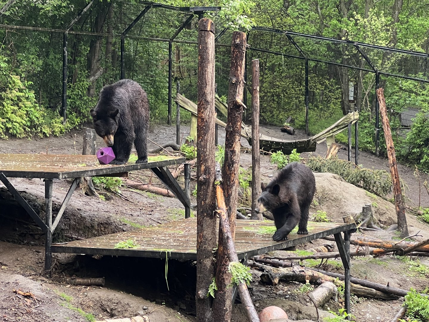 American Black Bears