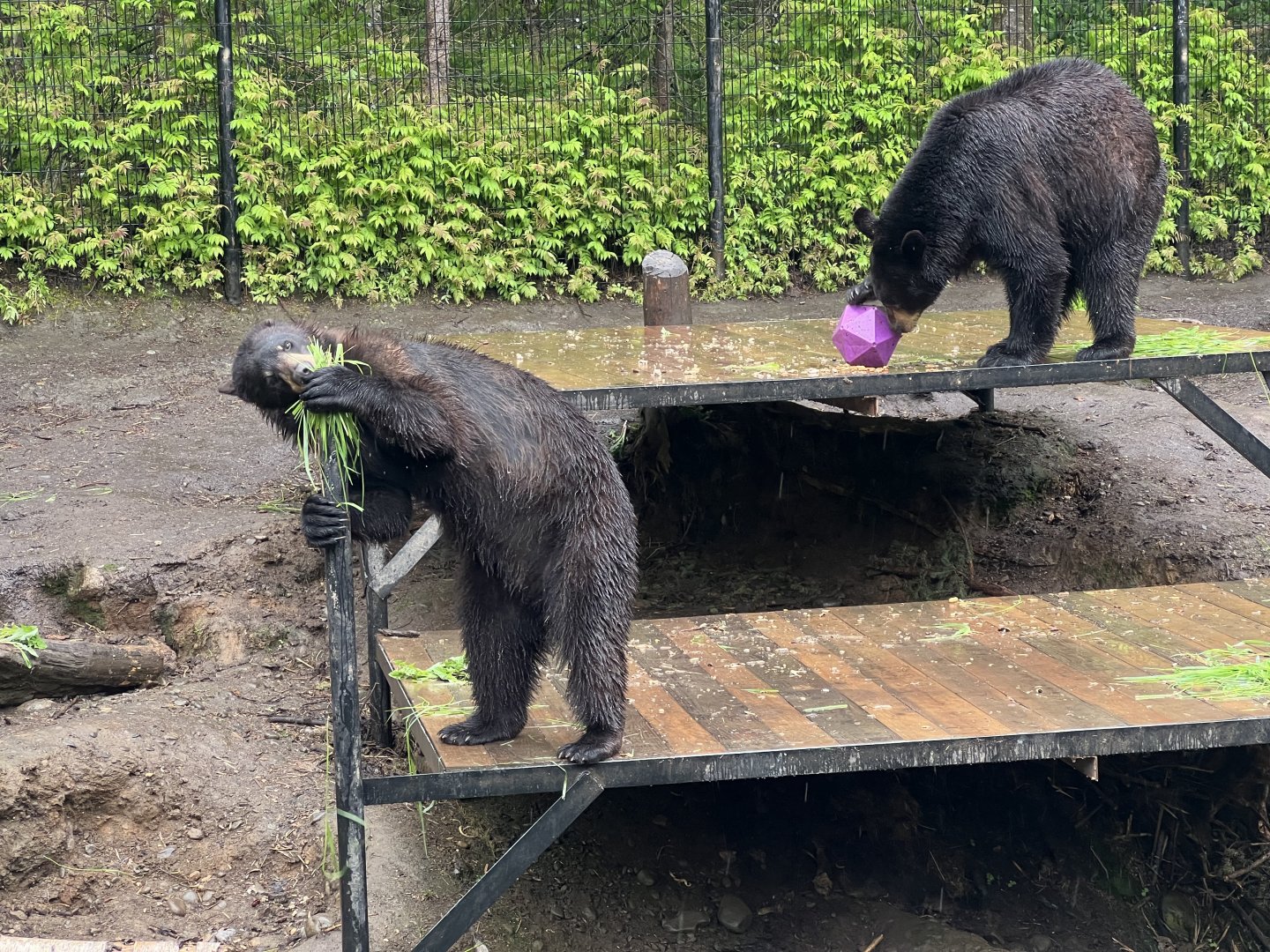 American Black Bears