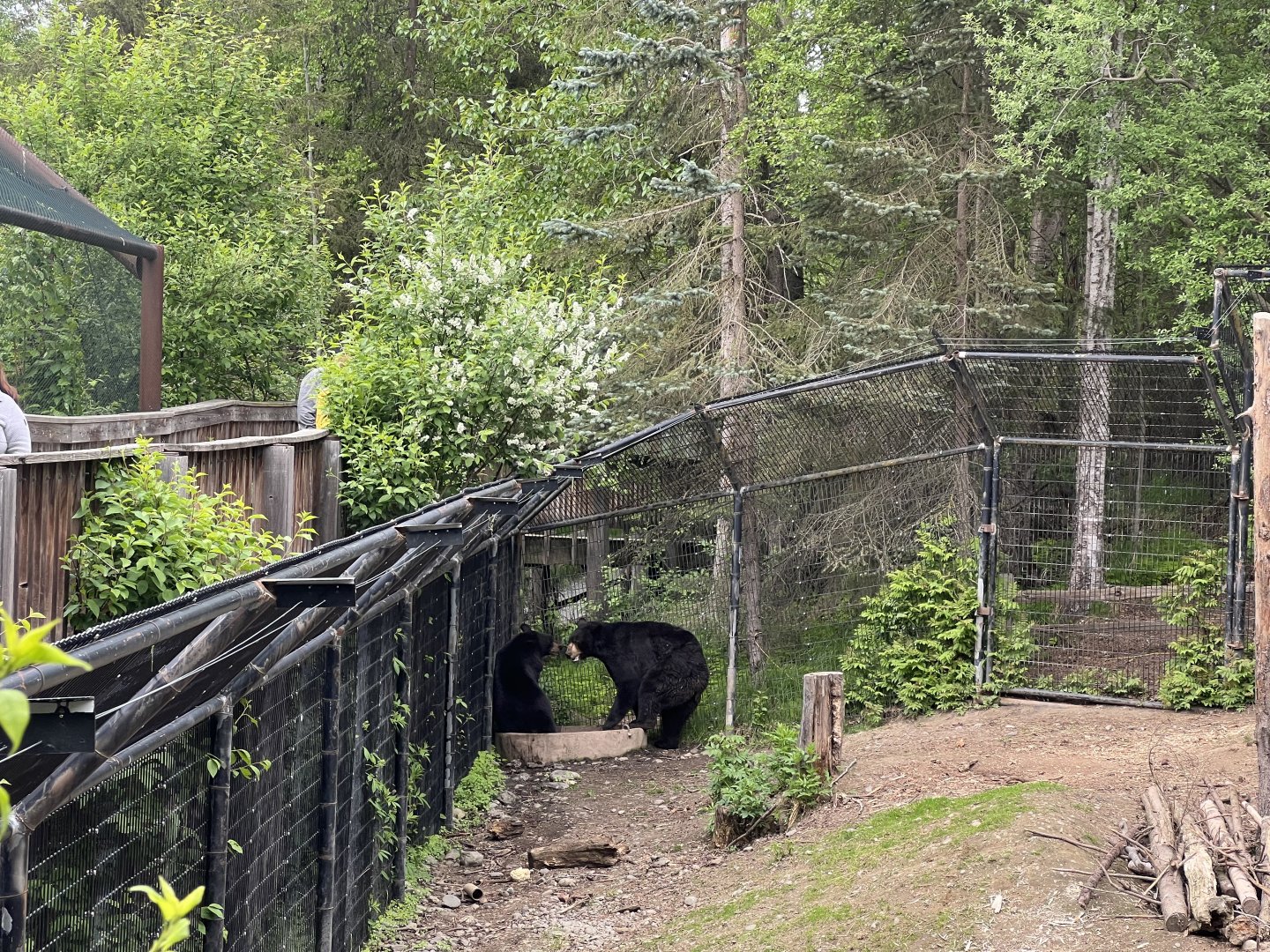 American Black Bears
