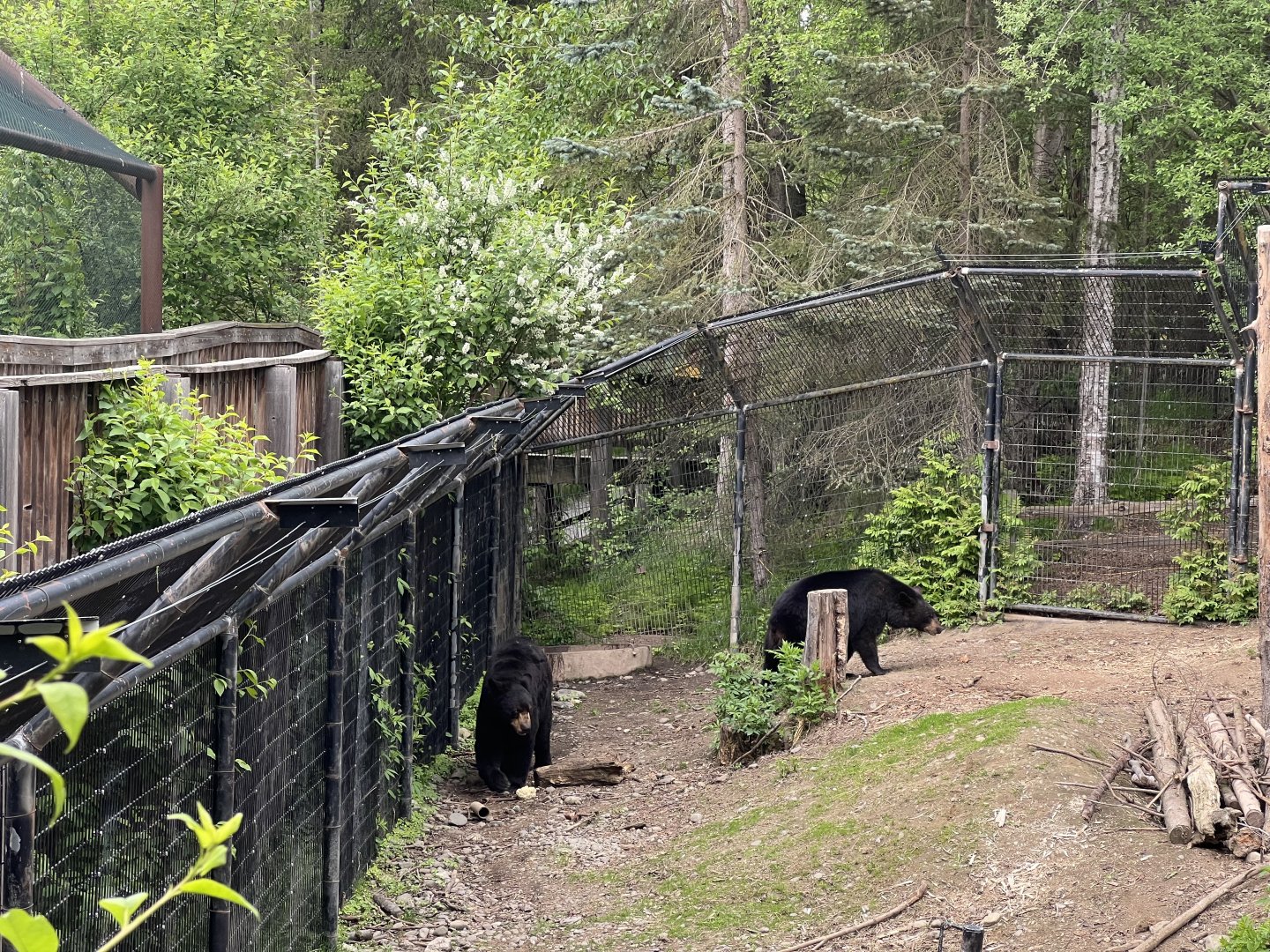 American Black Bears