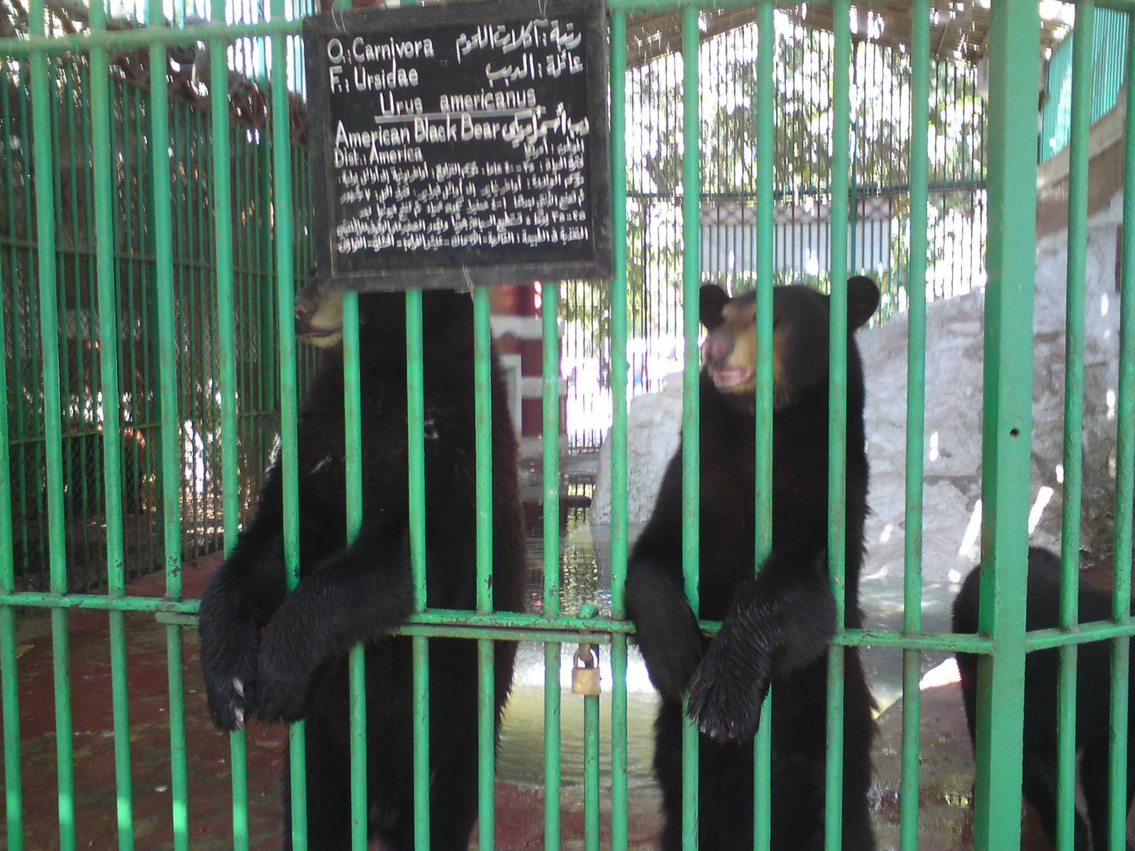American black bears