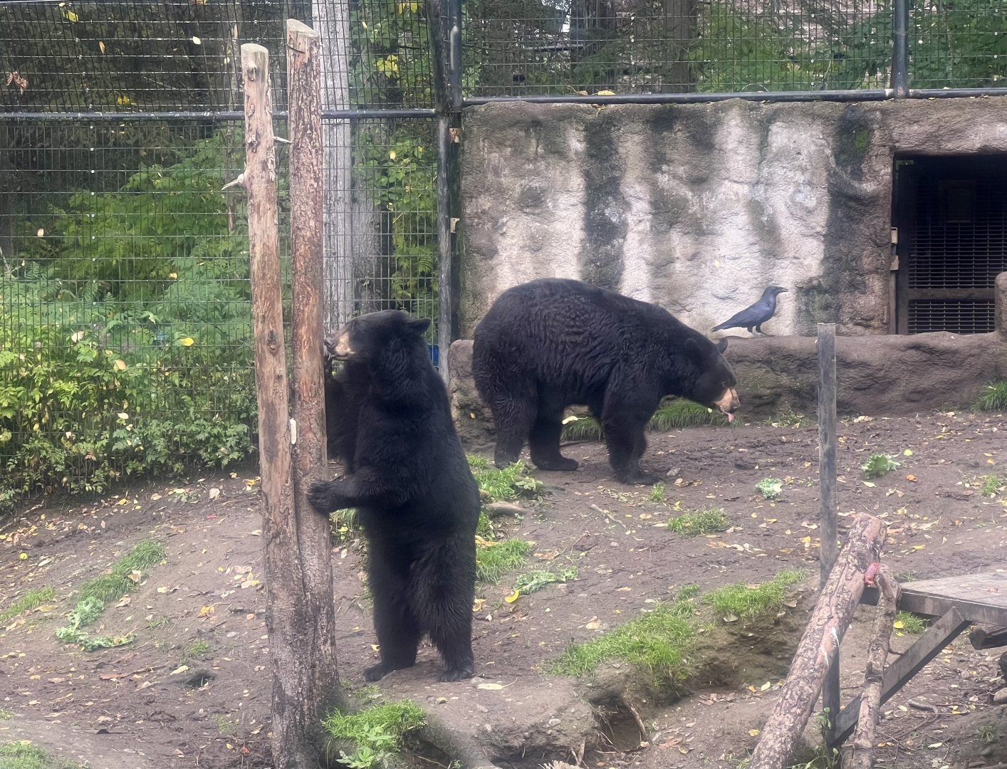 American Black Bears