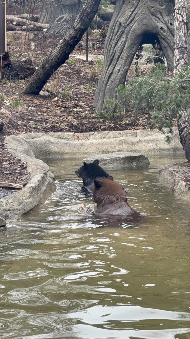 American Black Bears