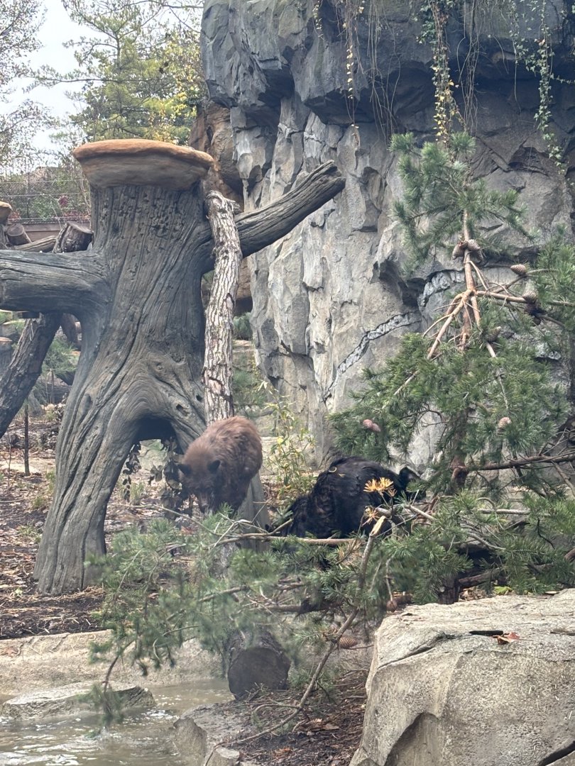 American Black Bears