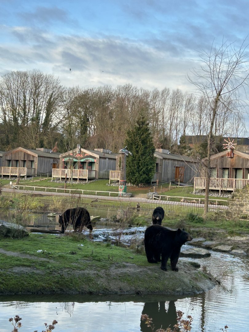 American black bears