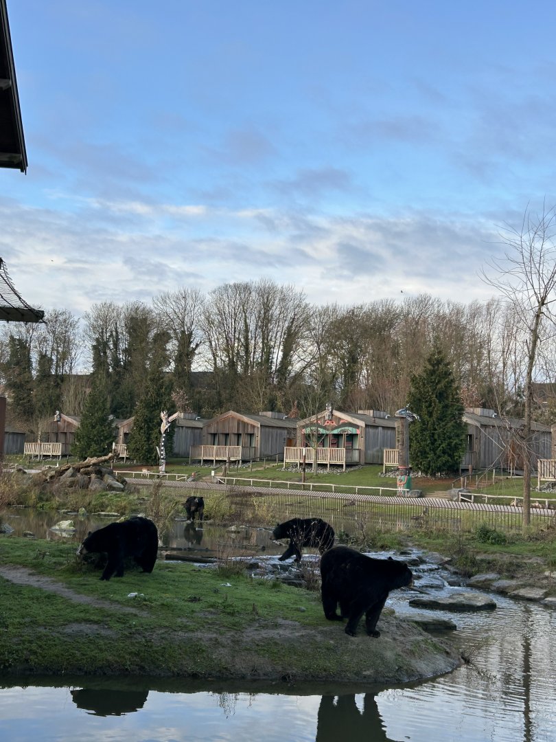 American black bears