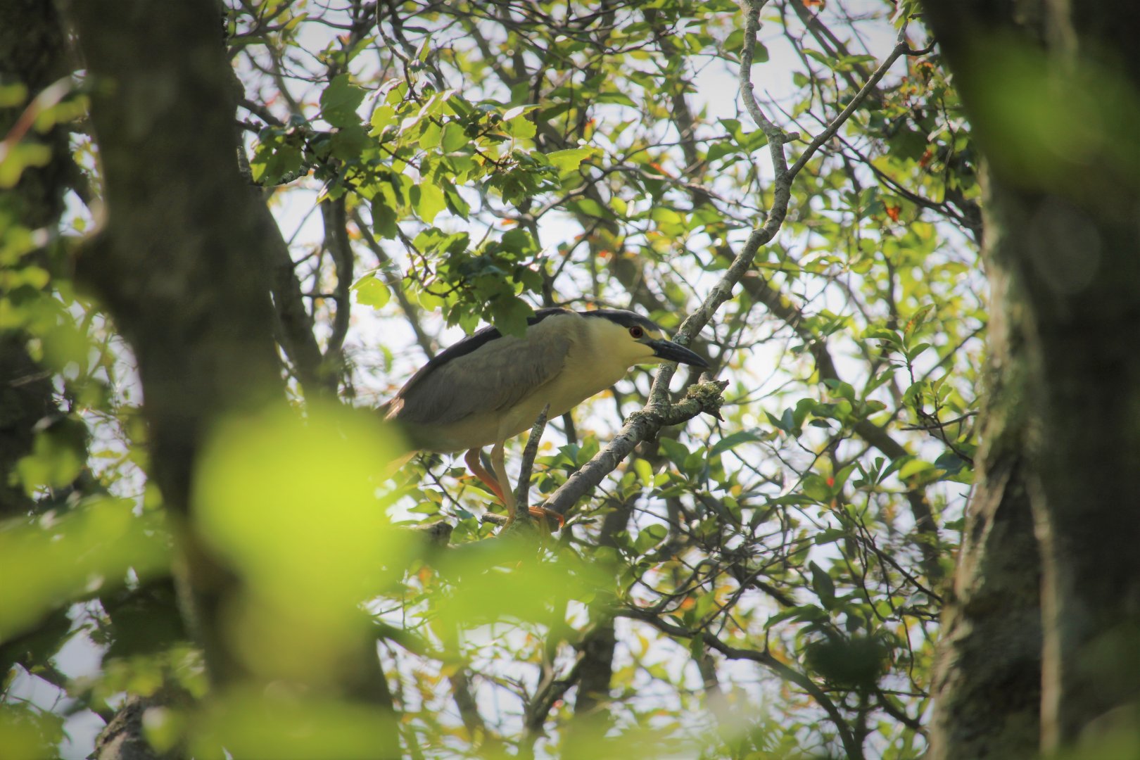 American Black-crowned Night-Heron