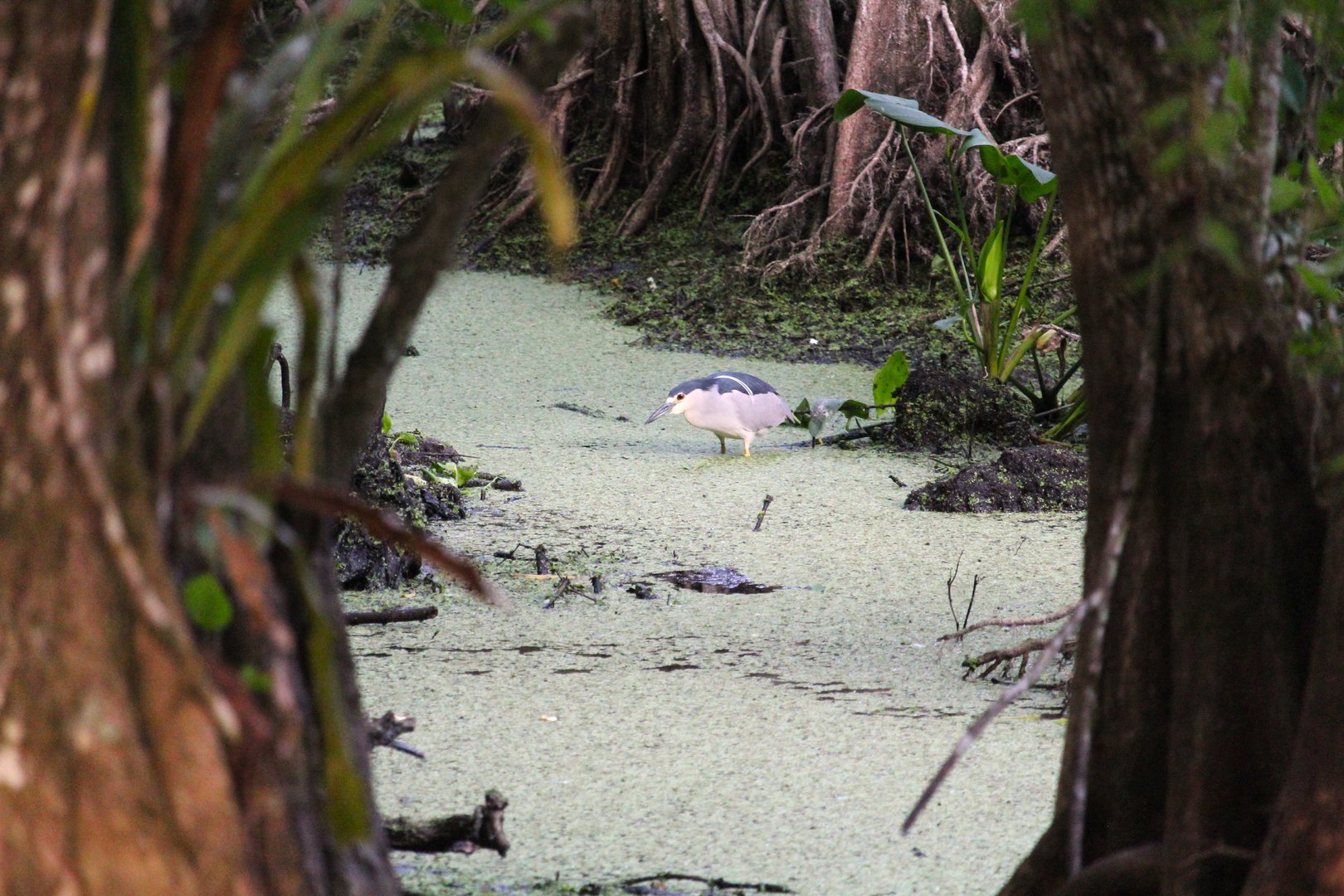 American Black-crowned Night-Heron