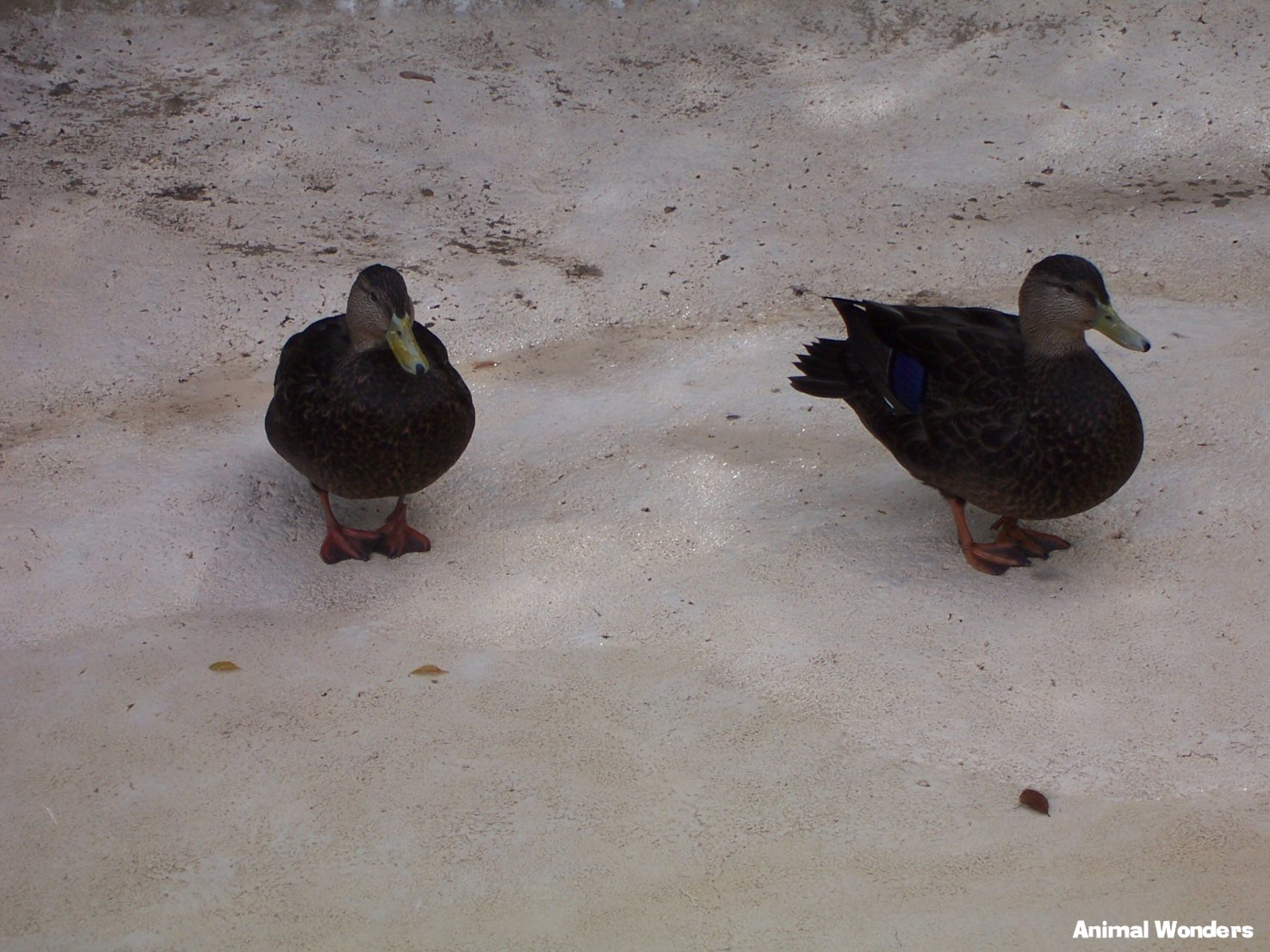 American Black Duck (Anas rubripes)