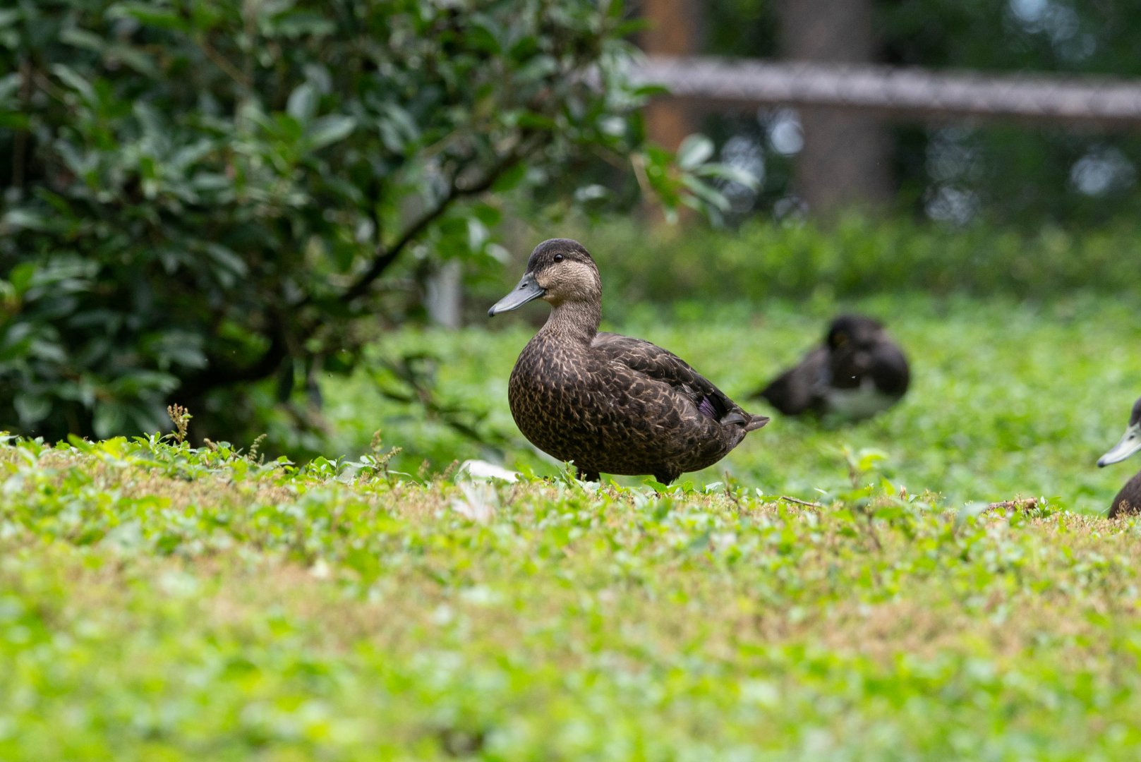 American Black Duck- Anas rubripes