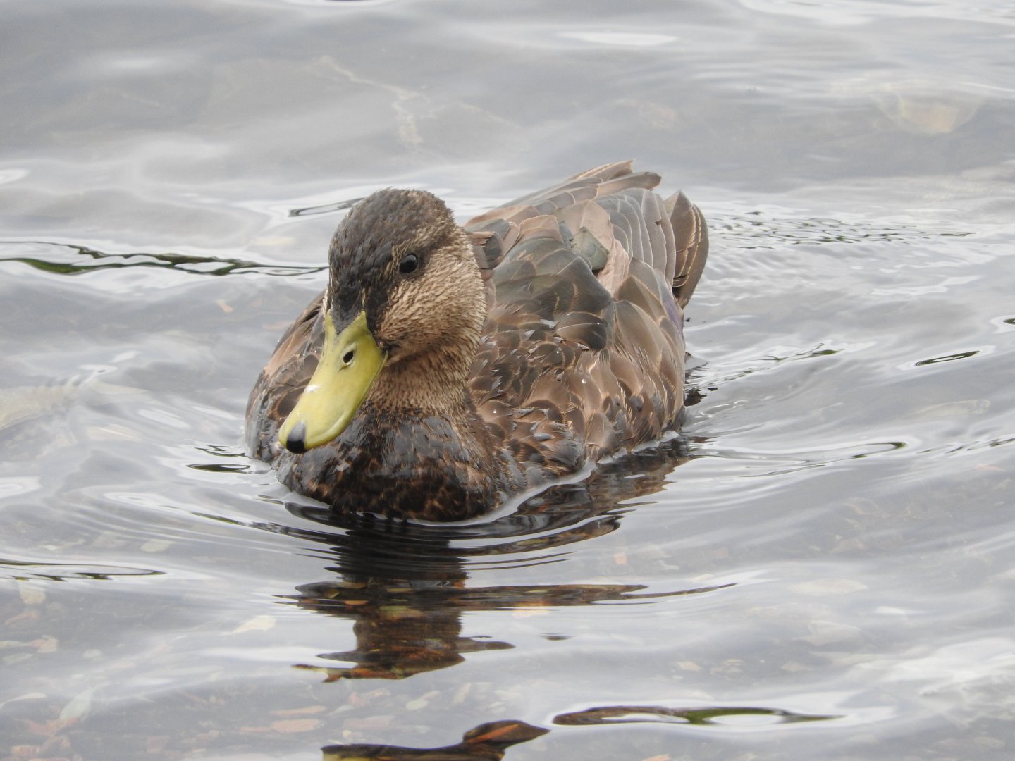 American Black Duck