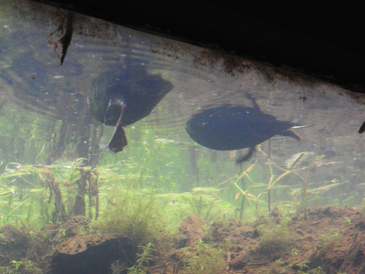 American Black Ducks from underwater