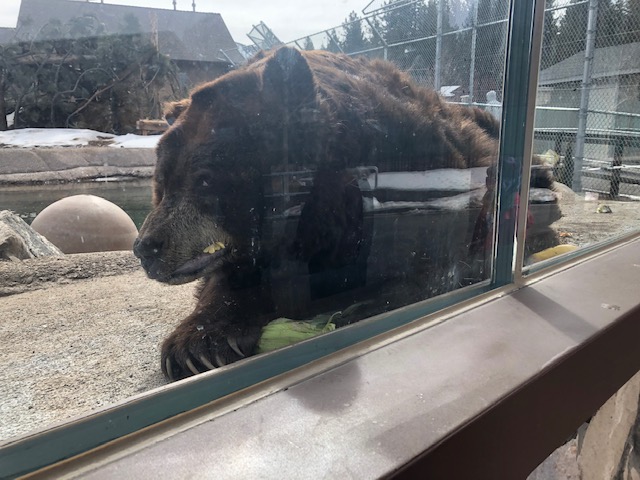 American Black eating corn
