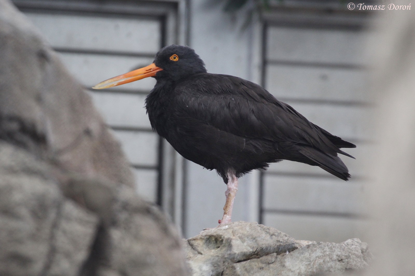American Black Oystercatcher (Haematopus bachmani), April 2016