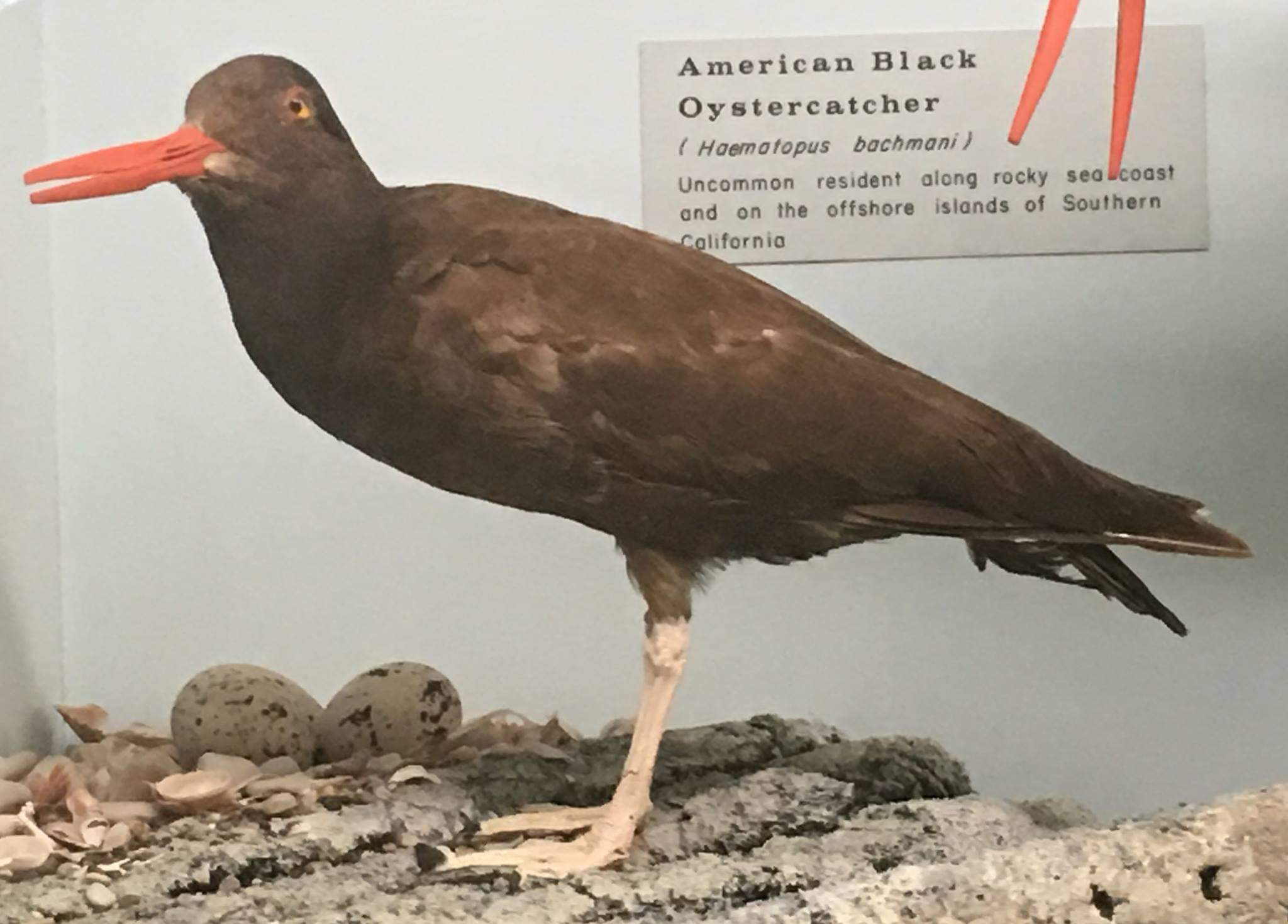 American black oystercatcher (Haematopus bachmani)