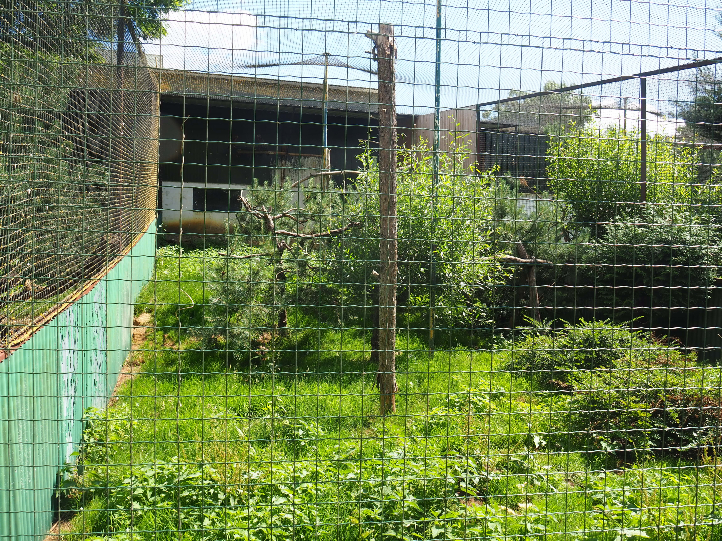 American black vulture and Common black kite aviary, 2020-06-20
