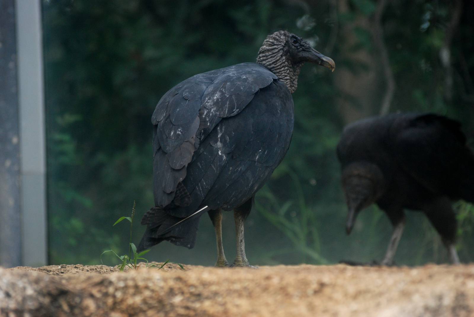 American Black Vulture at Brevard, 14/10/13
