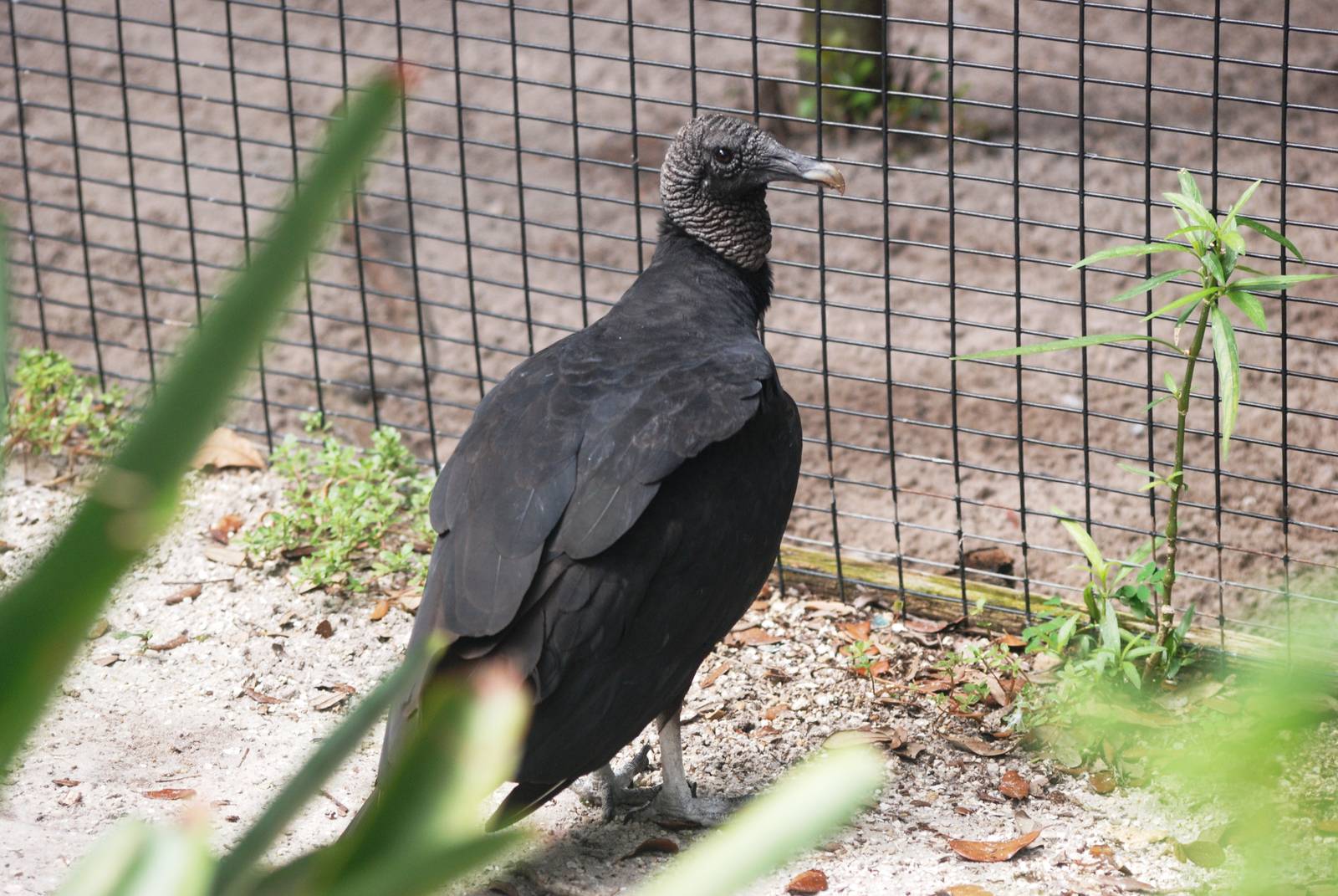 American Black Vulture at Peace River Wildlife Centre, 09/10/13