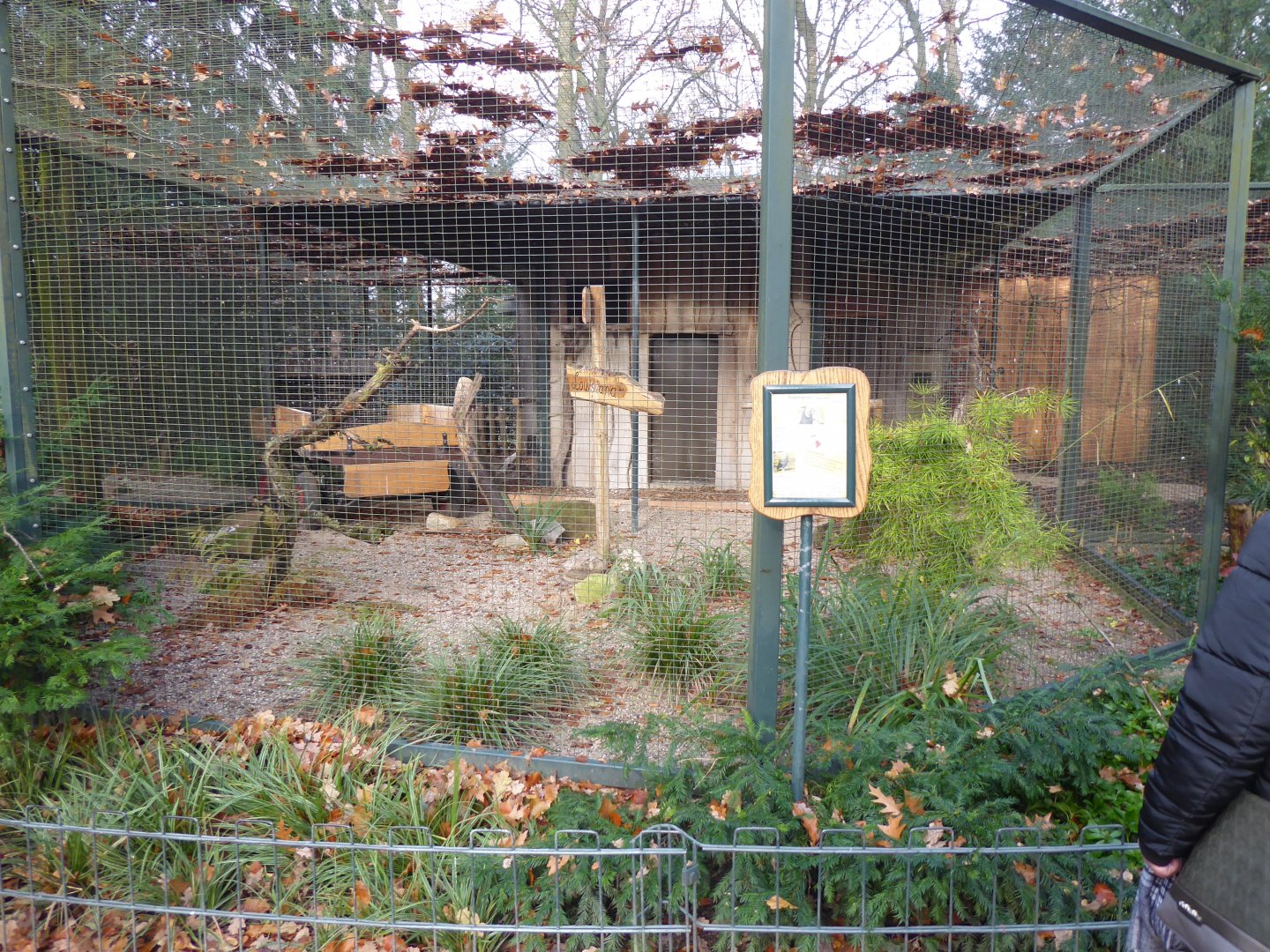 American black vulture aviary 021219