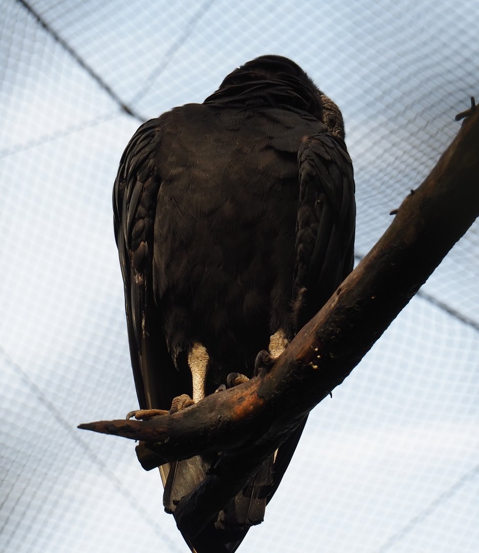 American black vulture (Coragyps atratus), 2019-10-04
