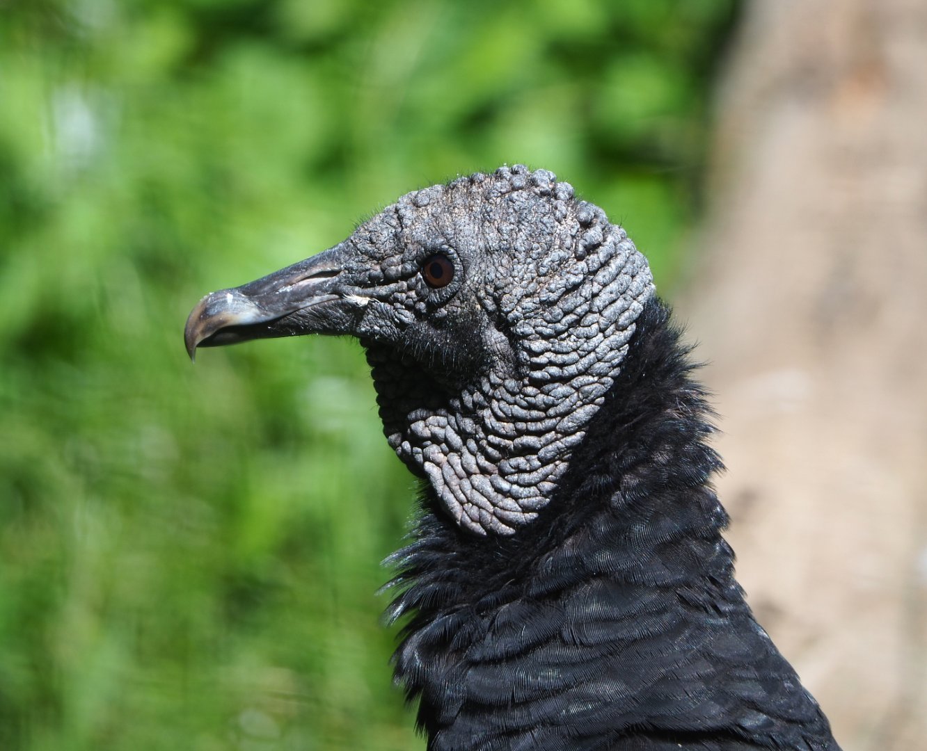 American black vulture (Coragyps atratus), 2022-06-28