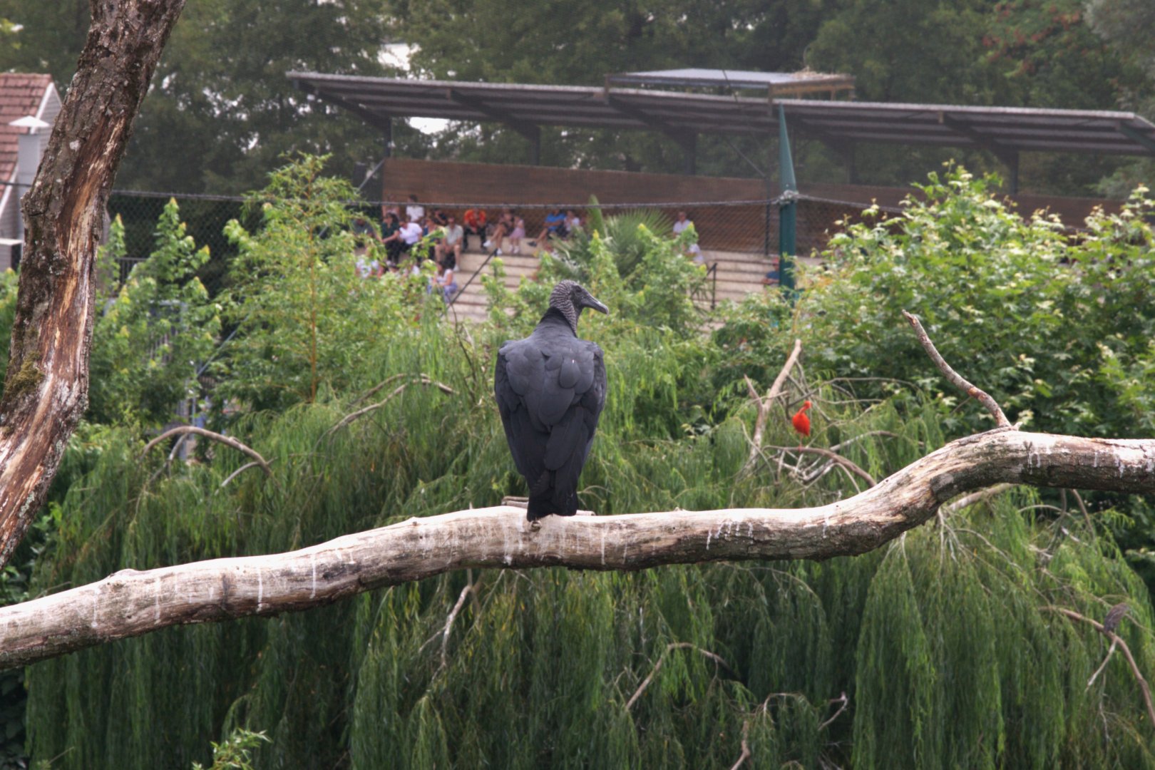 American Black Vulture (Coragyps atratus), 25-08-25