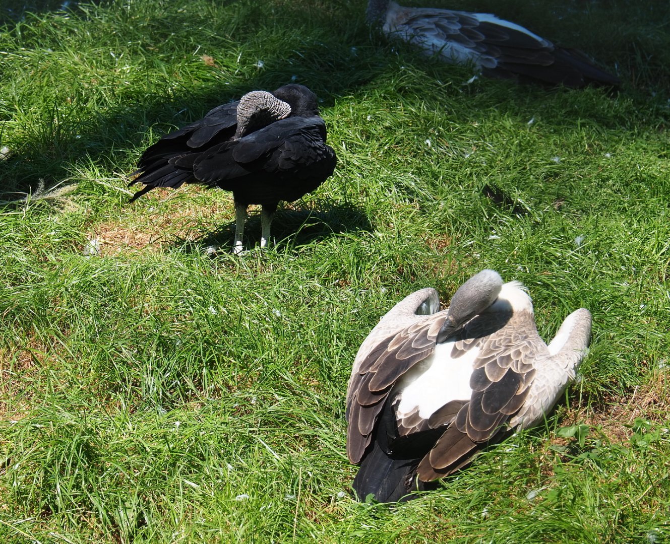 American black vulture (Coragyps atratus) and African white-backed vulture (Gyps africanus), 2021-09-03