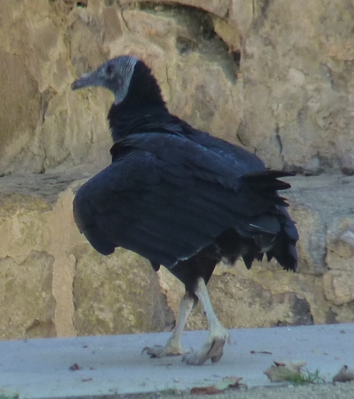 American black vulture (Coragyps atratus)