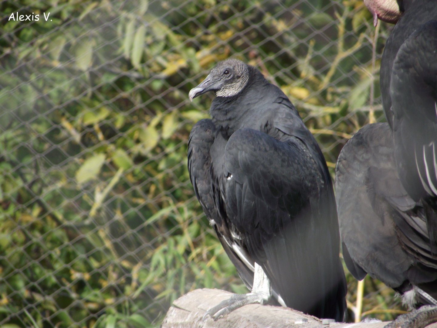 American Black Vulture - Zooparc de Beauval - 10/2016