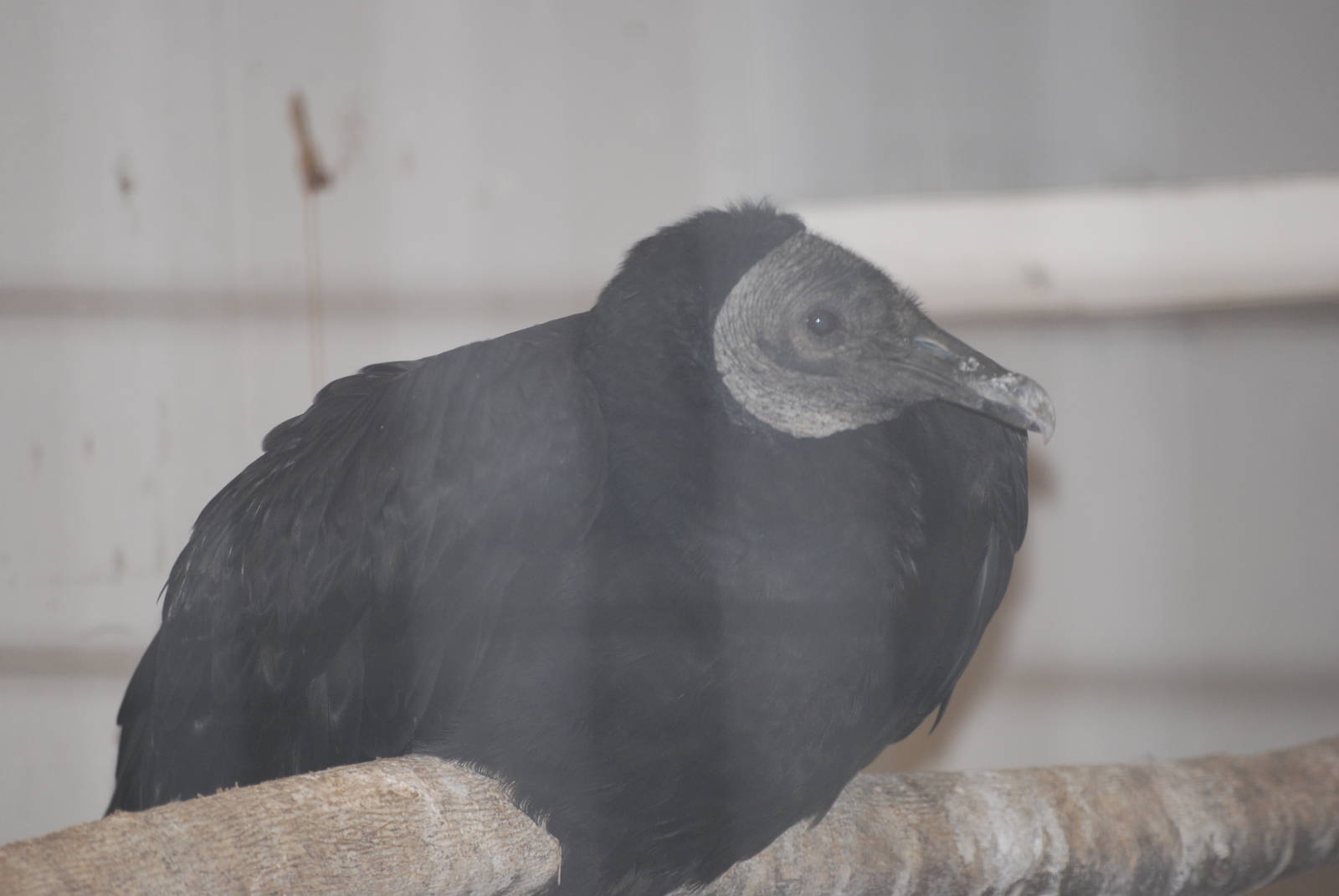 American black vulture