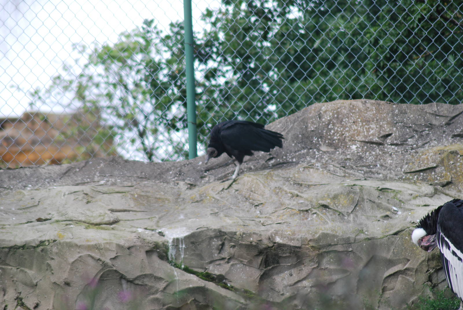 AMERICAN BLACK VULTURE