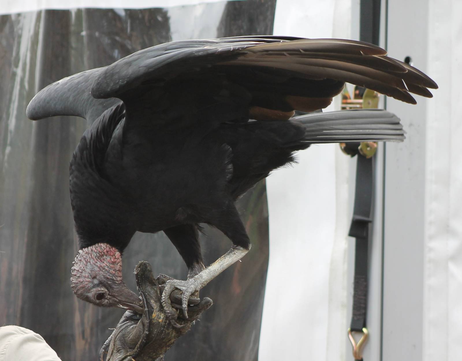 American black vulture