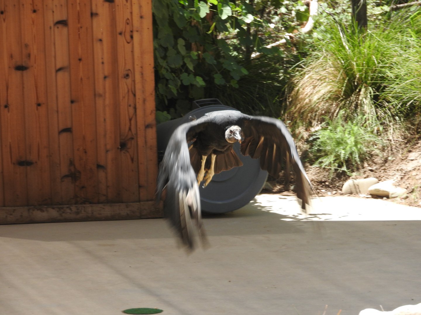 American Black Vulture
