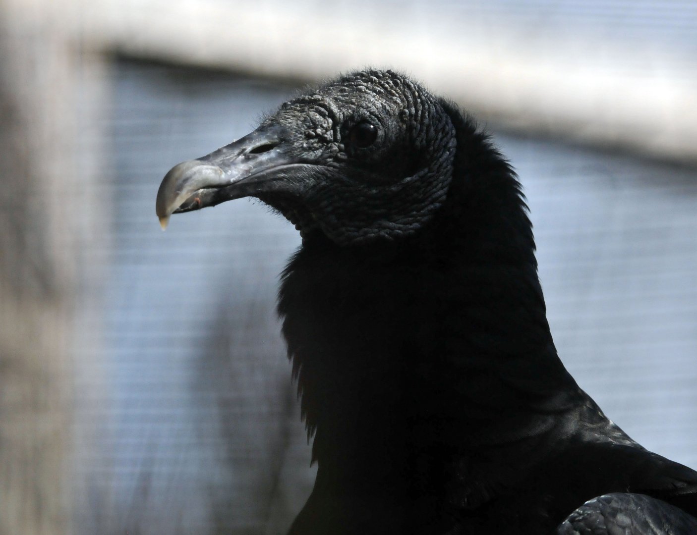 American Black Vulture