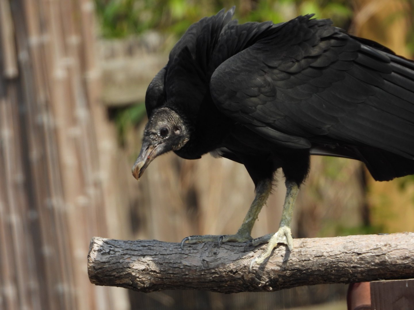 American black vulture