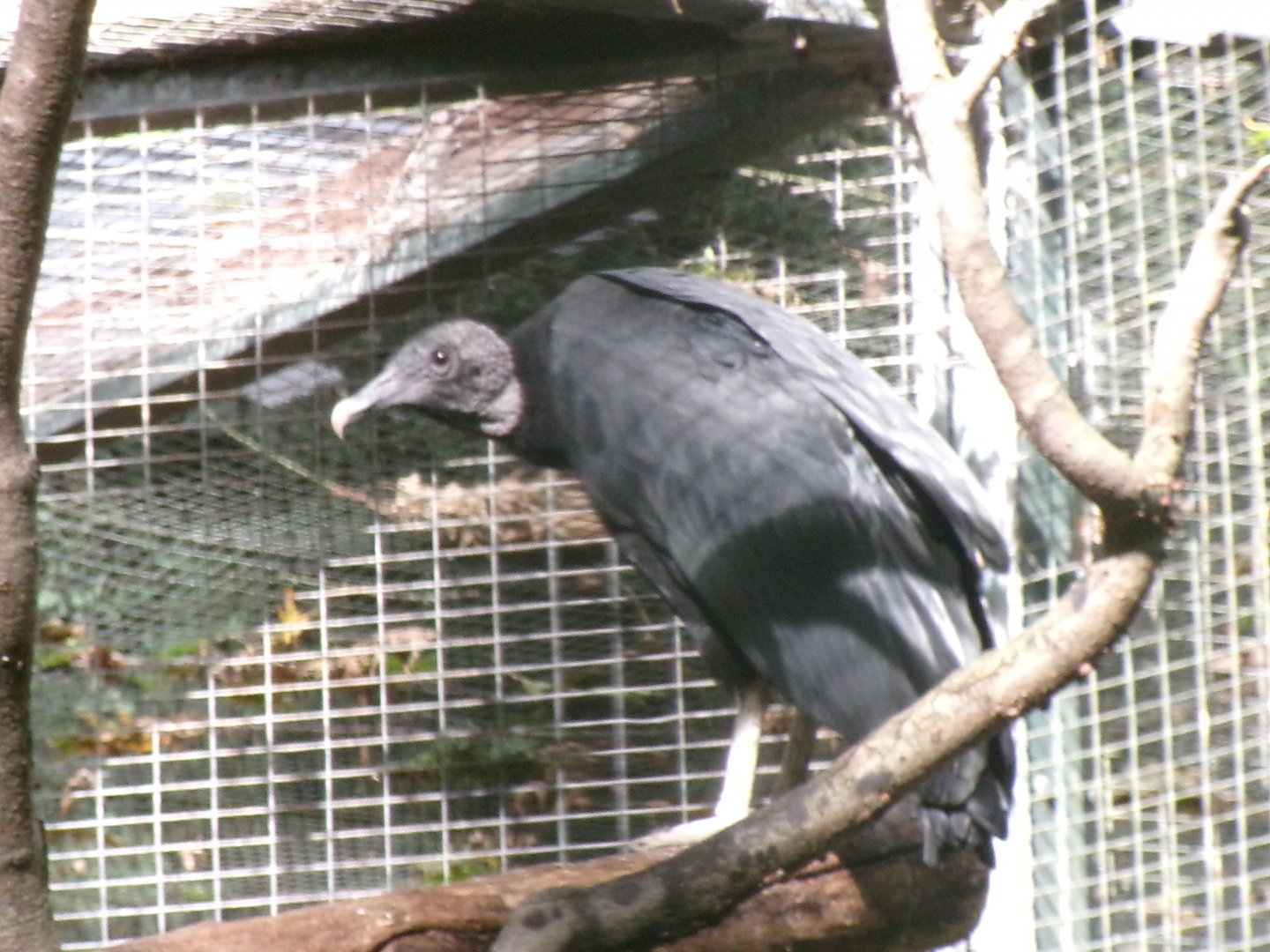 American black vulture