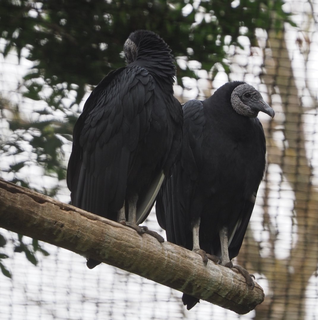 American black vultures (Coragyps atratus), 2020-09-03