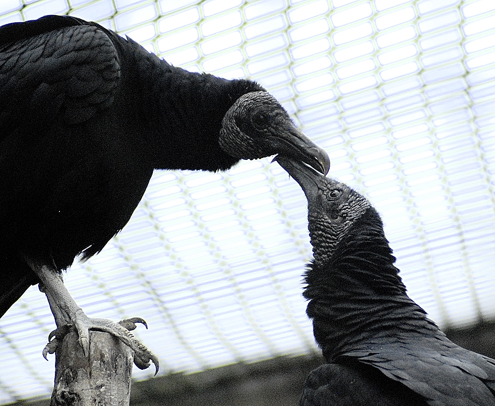 American Black Vultures - Millets Wildside 2024