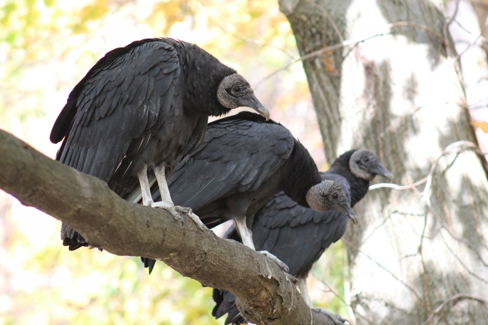 American Black Vultures