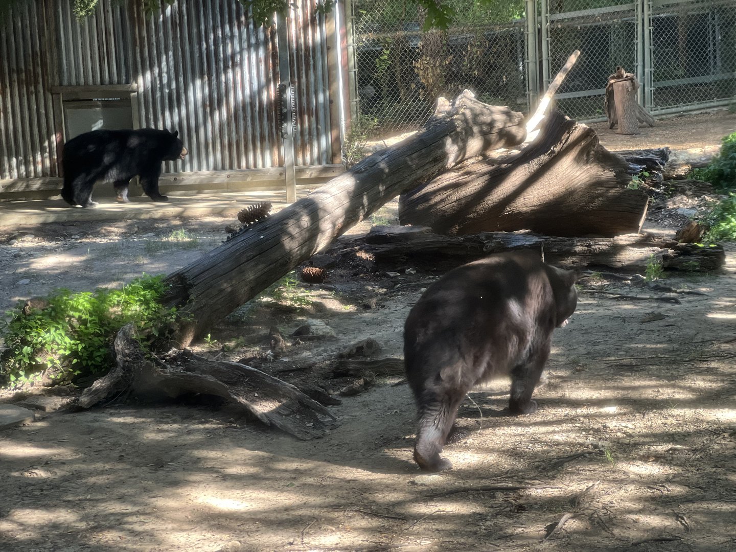 American Blackbear (Ursus americanus)