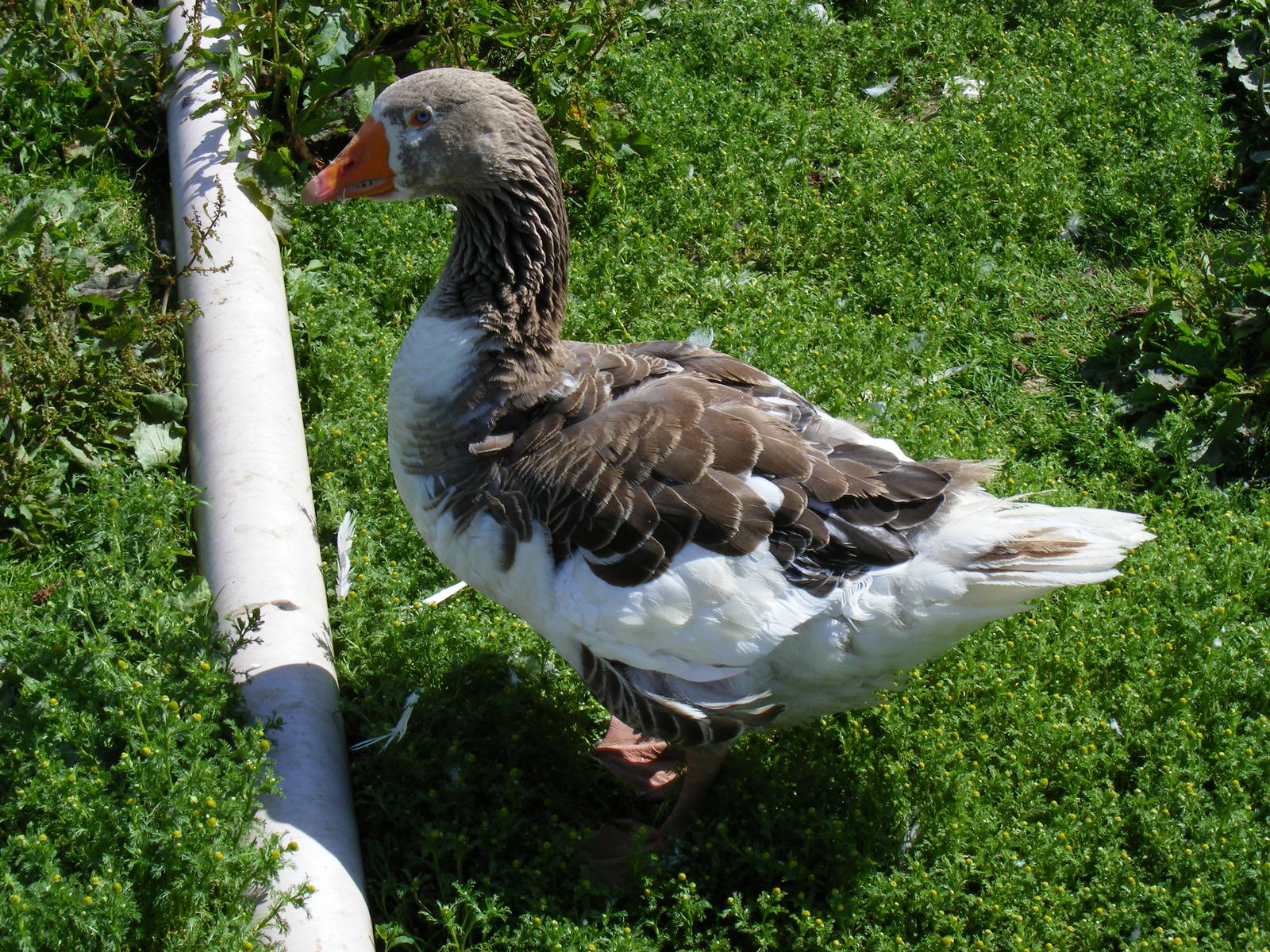 American buff goose cross at Birdworld, 20 June 2010
