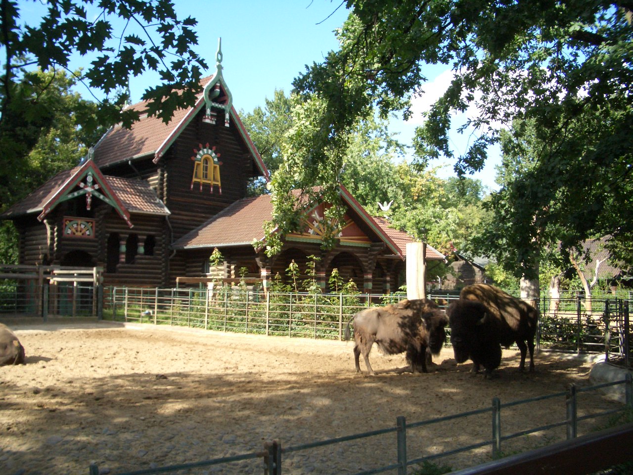 American Buffalo 2005