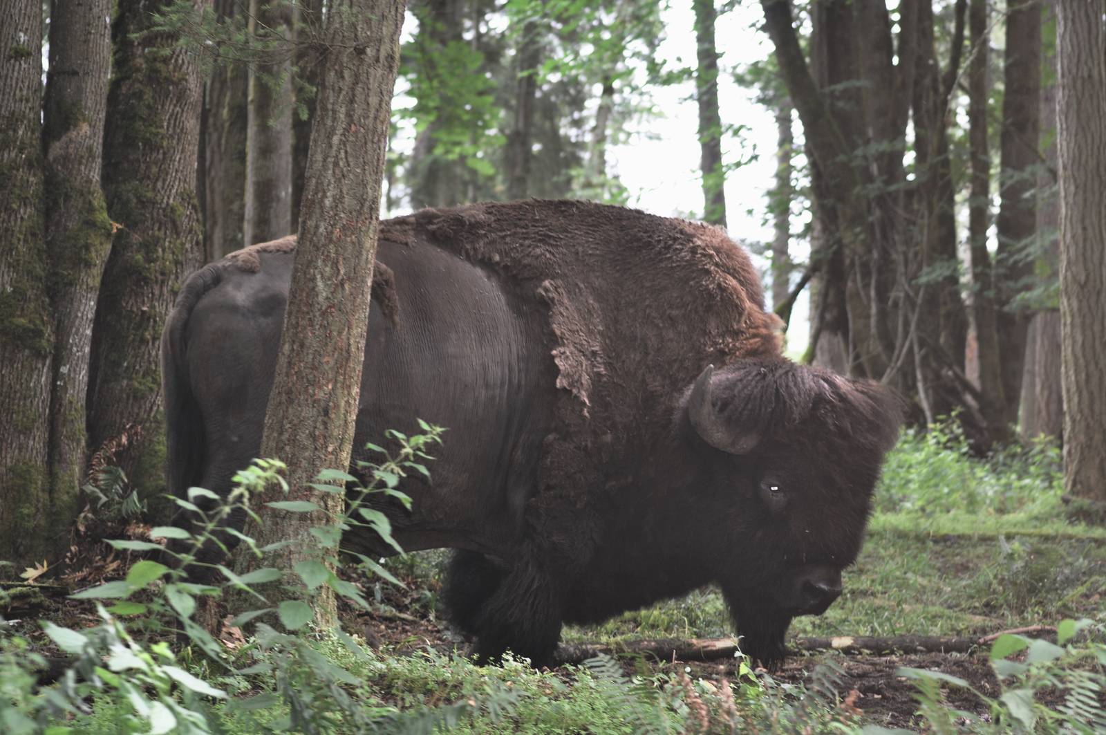 American Buffalo.